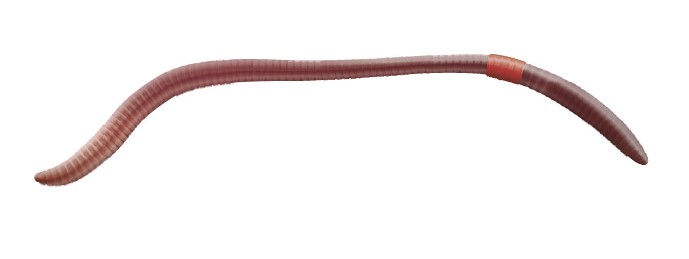 Small dark red-headed epigeic earthworm